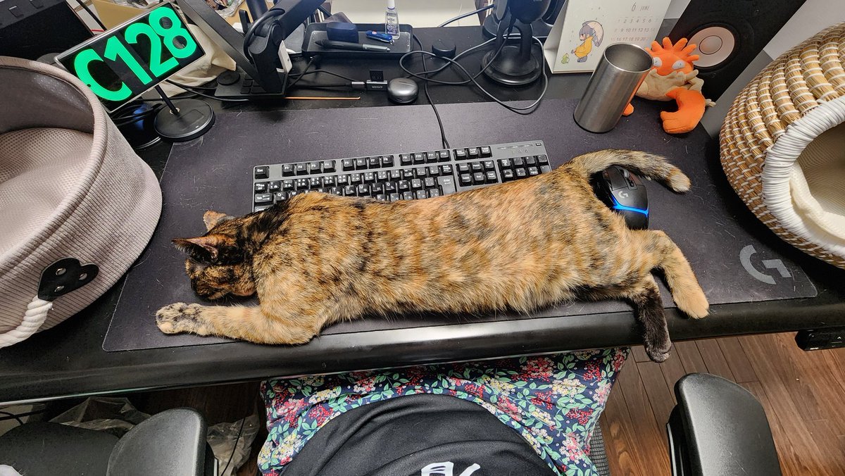 井上アフターバーナー@猫と爬虫類 on X