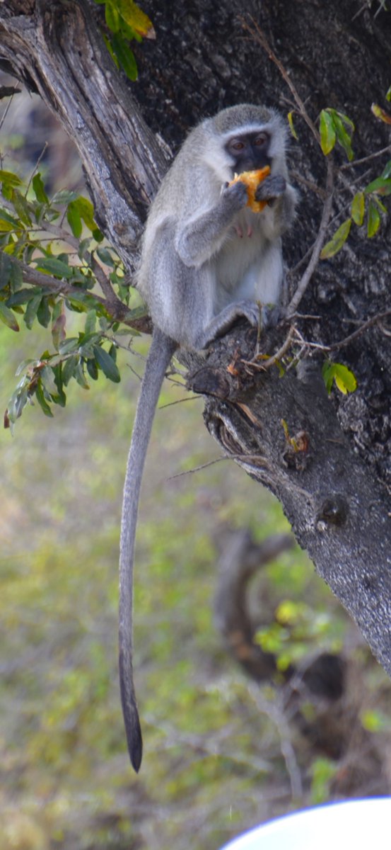 VerySouthWest (@verysouthwest) on Twitter photo <a href="/DailyPicTheme2/">Daily Picture Theme</a> Cute vervet monkeys are notorious as #dastardly little food thiefs. This one has scored a pastry from the breakfast buffet table at a Safari lodge. South Africa <a href="/DailyPicTheme2/">Daily Picture Theme</a> Cute vervet monkeys are notorious as #dastardly little food thiefs. This one has scored a pastry from the breakfast buffet table at a Safari lodge. South Africa