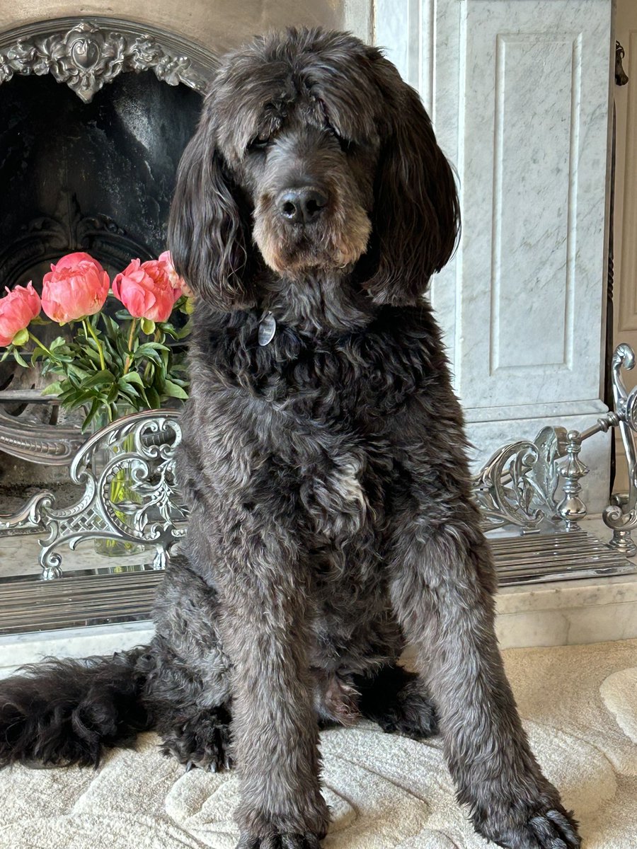 Today we lost our beloved Tom. 13.5 years of being the best dog in the world. His huge heart was overshadowed by a large tumour, but he passed peacefully at home with his head in my lap having been fed chocolate and liver pate. Rest well my beautiful boy 💔