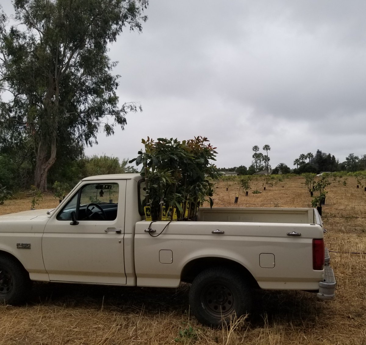 I wonder how many trees we've hauled with this truck over the years. Light work today, just 15 more Hass #avocados (+105 previously delivered. )