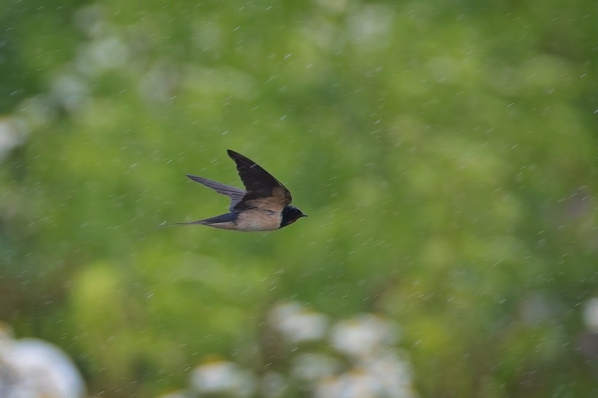 martin price (@smart0406) on Twitter photo About 10 Shelduck ducklings gradually took cover under a female on the Rushy, also a juvenile Mediterranean Gull here and a Swallow battling through rain on South Lake at <a href="/WWTSlimbridge/">WWT Slimbridge</a> this morning <a href="/slimbridge_wild/">Slimbridge Sightings</a>  #GlosBirds #BirdsSeenIn2025 About 10 Shelduck ducklings gradually took cover under a female on the Rushy, also a juvenile Mediterranean Gull here and a Swallow battling through rain on South Lake at <a href="/WWTSlimbridge/">WWT Slimbridge</a> this morning <a href="/slimbridge_wild/">Slimbridge Sightings</a>  #GlosBirds #BirdsSeenIn2025
