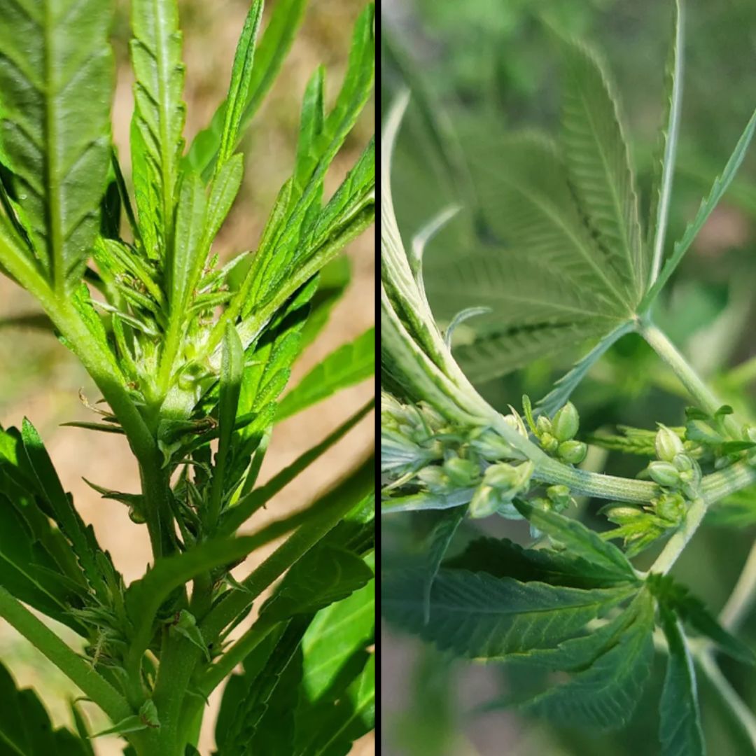 Male or female? Learn to spot the signs early and save your grow.
🔗 buff.ly/LHsEMVj #gardentips #plantgrowth