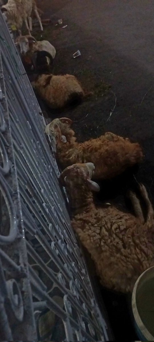 Bobo nyenyak ya mbee