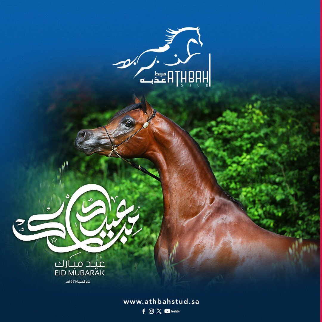 مربط عذبه (@athbah_stud) on Twitter photo 