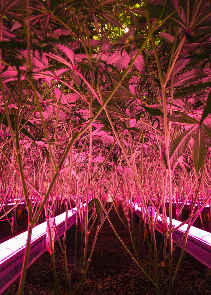 Levelling up with the under-canopy LED set up. The boost in yield on the first test crop was convincing enough.