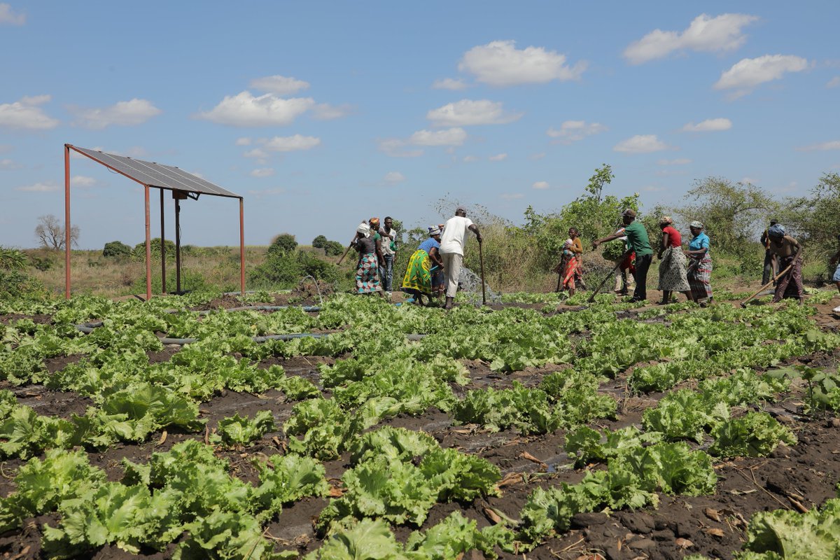 The Farmers' Clubs programme encourages smallholder farmers to embrace organic farming by cultivating chemical-free crops that protect people’s health &amp; nurture the environment. #FoodSovereignity #SDG2
