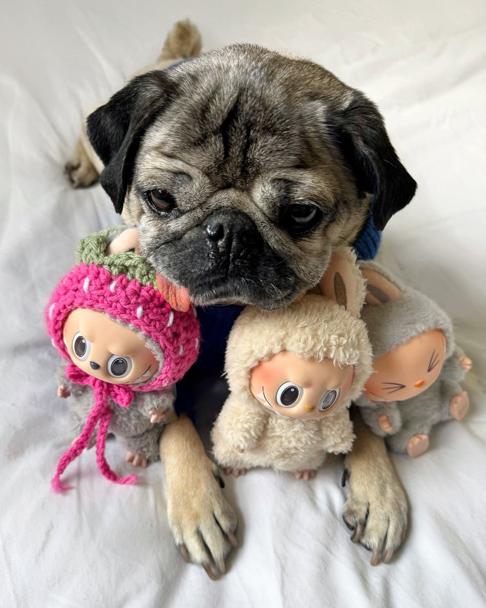 Doug The Pug tweet media