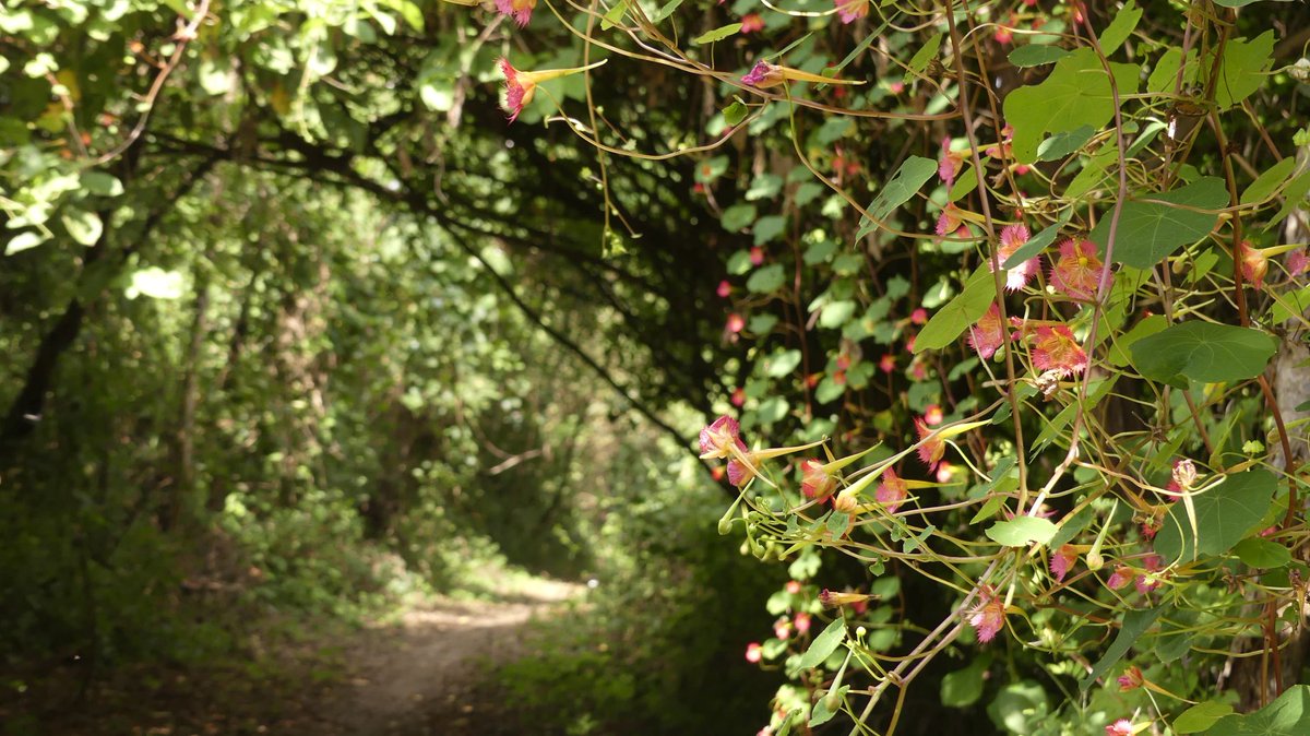 ZeebraDesigns's tweet image. #WorldEnvironmentDay #Portoviejo
World Environment Day finds the rare & adorable Esmeraldas Woodstars back at Refugio de la Tomatera.
This Tumbesian Region tract clings by a "vine"/ahem, the nasturtiums. Like in 2023,the nasturtiums thrived, bloomed,AND the Estrellitas returned!