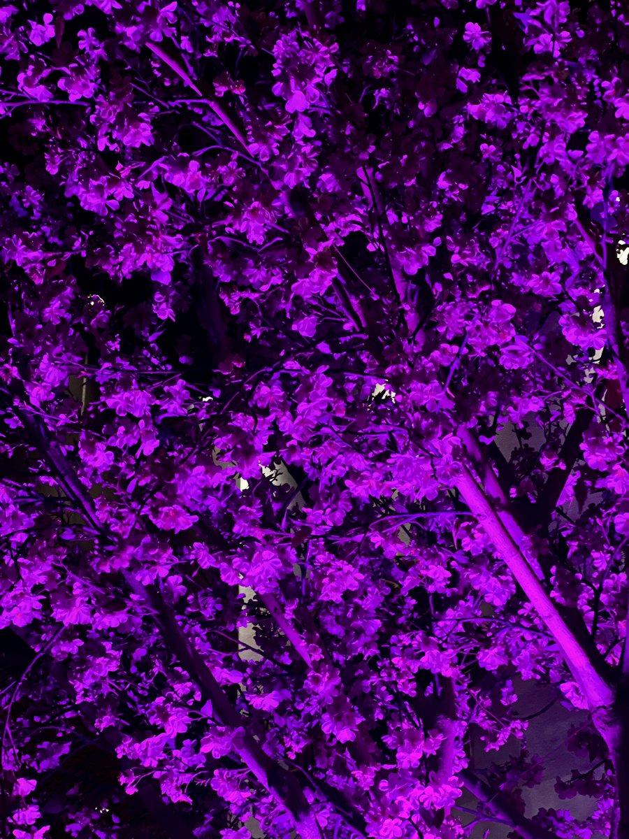 🪐 Roxana Cortés tweet media