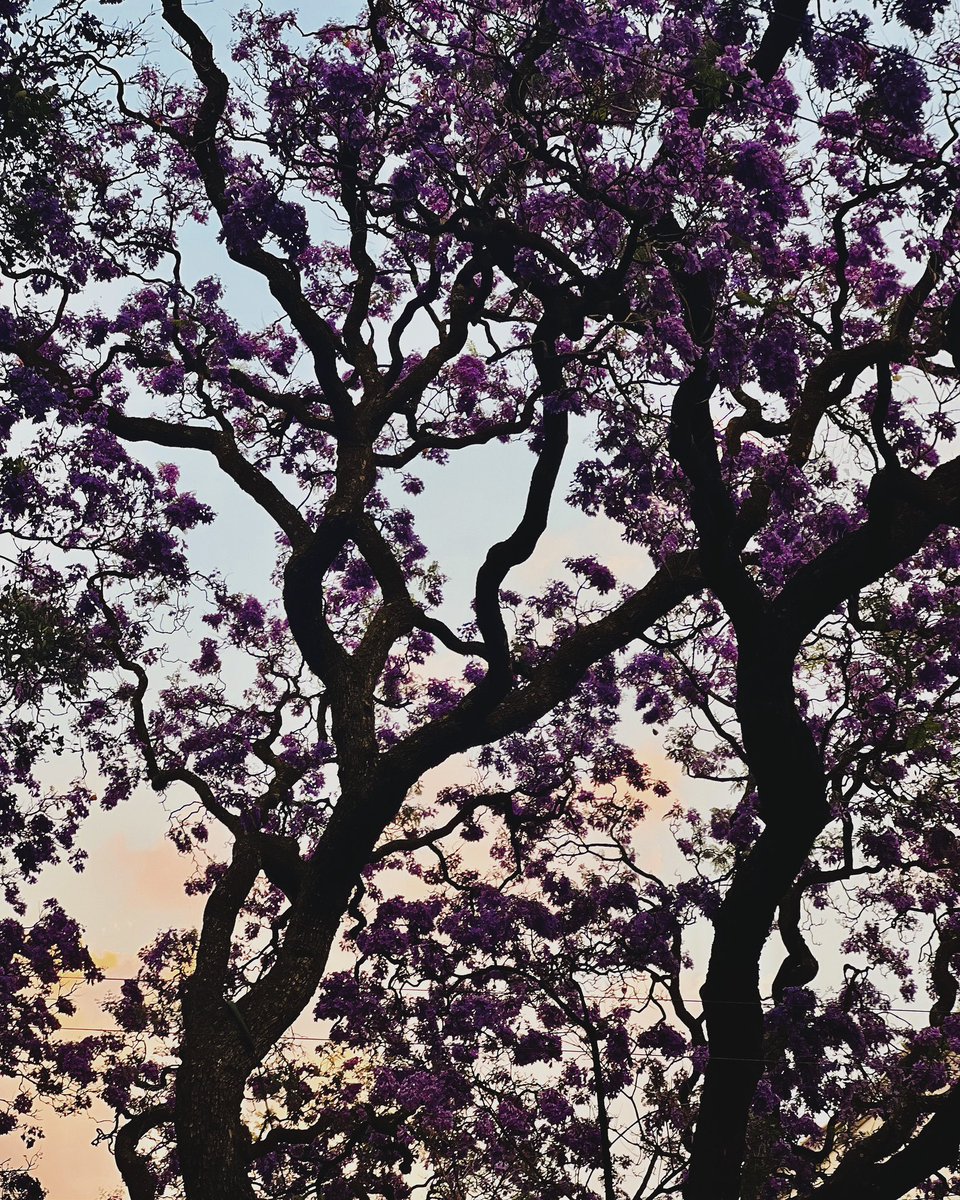 🪐 Roxana Cortés tweet media