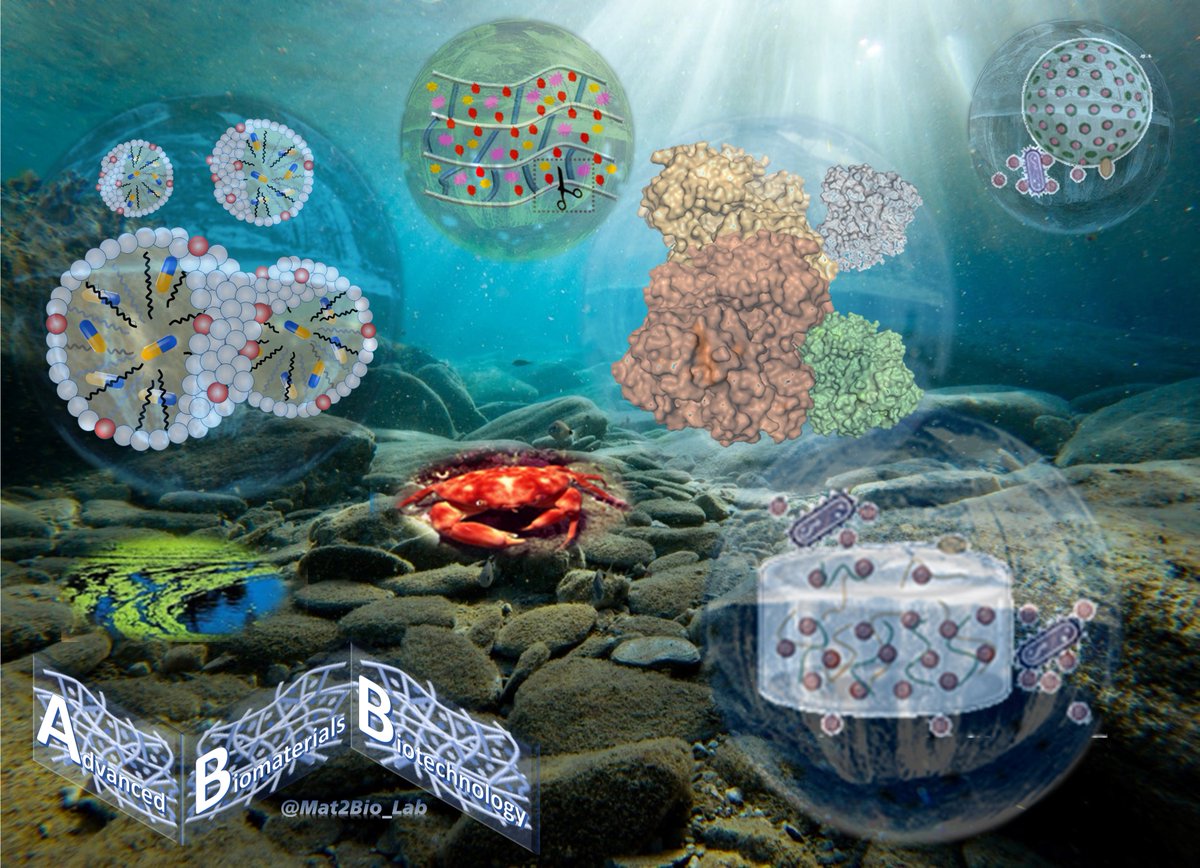 Mat2Bio_Lab's tweet image. At @Mat2Bio_Lab we turn #chitosan from crustacean waste and other natural sources into smart therapeutic #materials. Through #GreenChemistry and #Biocatalysis, we design responsive systems to combat antimicrobial resistance and biofilms.
#Biomaterials #SmartMaterials #Polymers