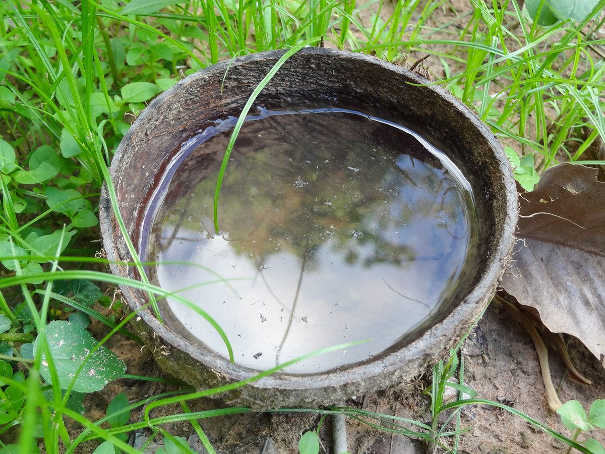 While the sun has snuck out from behind the clouds after all this rain, mosquitos can breed even in small amounts of water left behind. Be sure to dump excess water from containers like bottles, cans, cups, buckets, hoses, planters and drains. Some mosquitoes, such as the variety