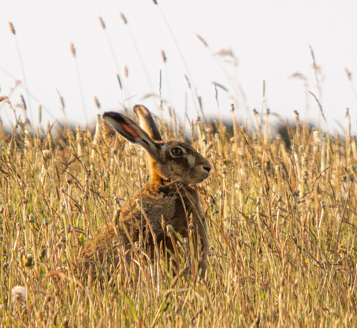 PDKImages's tweet image. An antidote to the gloom, a Brown Hare taking in the warmth of the evening sun, in amongst the long grass.
Happy Thursday
#hare #brownhare #mammal #animal #nature #naturephotography📷 #wildlife #wildlifephotography #animalphotography #holmfirth #ukwildlife #bbcspringwatch