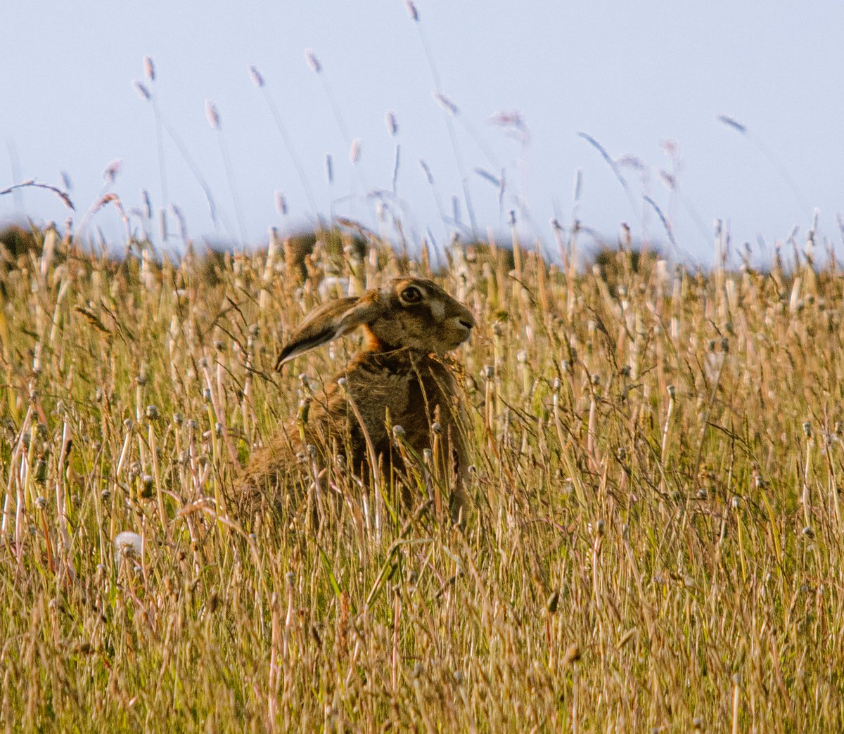 PDKImages's tweet image. An antidote to the gloom, a Brown Hare taking in the warmth of the evening sun, in amongst the long grass.
Happy Thursday
#hare #brownhare #mammal #animal #nature #naturephotography📷 #wildlife #wildlifephotography #animalphotography #holmfirth #ukwildlife #bbcspringwatch
