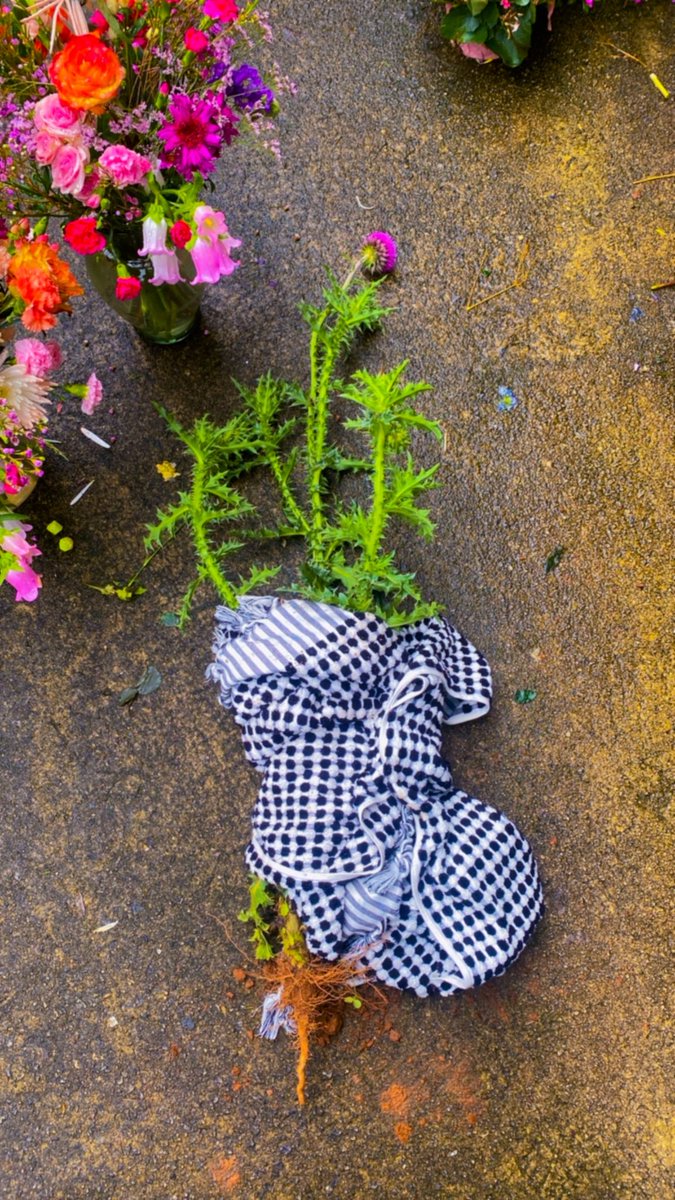 glitchlyss's tweet photo. Lore Upd@te:

I “stole” (a w33d) a MONSTER n3ttl3 
th!5TL3 growing in the park that I frequently walk at.

My intention is to plant it in my GARD3N.

I came prepared with a towel (to protect my arms from the prickly b!ts), & I was slightly worried that I wouldn’t be strong enough to pull it, or that I would snap it off at the root. 

Luckily, th3r3 w3r3 👌 carp3nT3rs th3r3, digging a hole for a wooden post. 

They encouraged me to take the “w33d” (it would get mowed down anyway), and one of them offered his strong arm & his shovel to help me unearth it. 

I will plant it this afternoon. 🙂🪴🌞✨