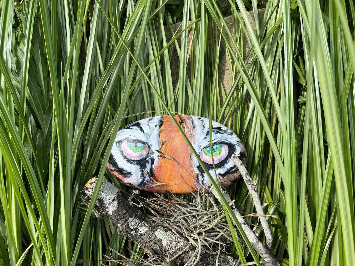 ZHEbuzz's tweet photo. 50: #MotherToTigers by #GeorgeEllaLyon and #PeterCatalanotto Hidden where the tigers play as of 11:24 AM 06/05/25.  #rockart  #paintedrock #readingrocks #rockart #katytx #rockhunt #summerreading #childhood #tigers #zookeeper https://t.co/xgfTii6r0H