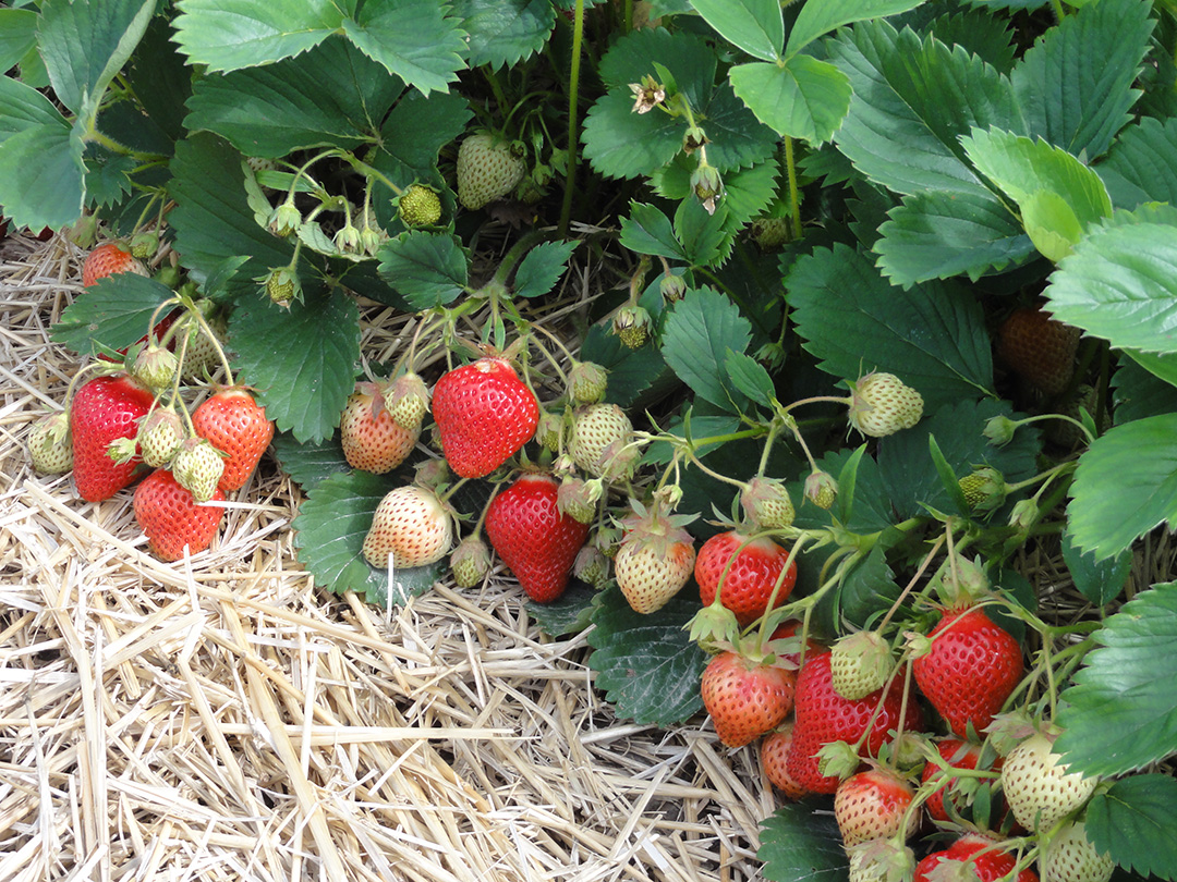 Ontario Agri-Food Innovation Alliance (@aginnovationon) on Twitter photo #LocalFoodWeek | #DYK #Ontario strawberries now grow from May to October since #UofG researchers tested day-neutral strawberries? 🍓
<a href="/UofGResearch/">UofGResearch</a> <a href="/plantagguelph/">Plant Ag Guelph</a> <a href="/OntarioBerries/">Berry Growers of Ontario</a> #LocalFoodWeek | #DYK #Ontario strawberries now grow from May to October since #UofG researchers tested day-neutral strawberries? 🍓
<a href="/UofGResearch/">UofGResearch</a> <a href="/plantagguelph/">Plant Ag Guelph</a> <a href="/OntarioBerries/">Berry Growers of Ontario</a>