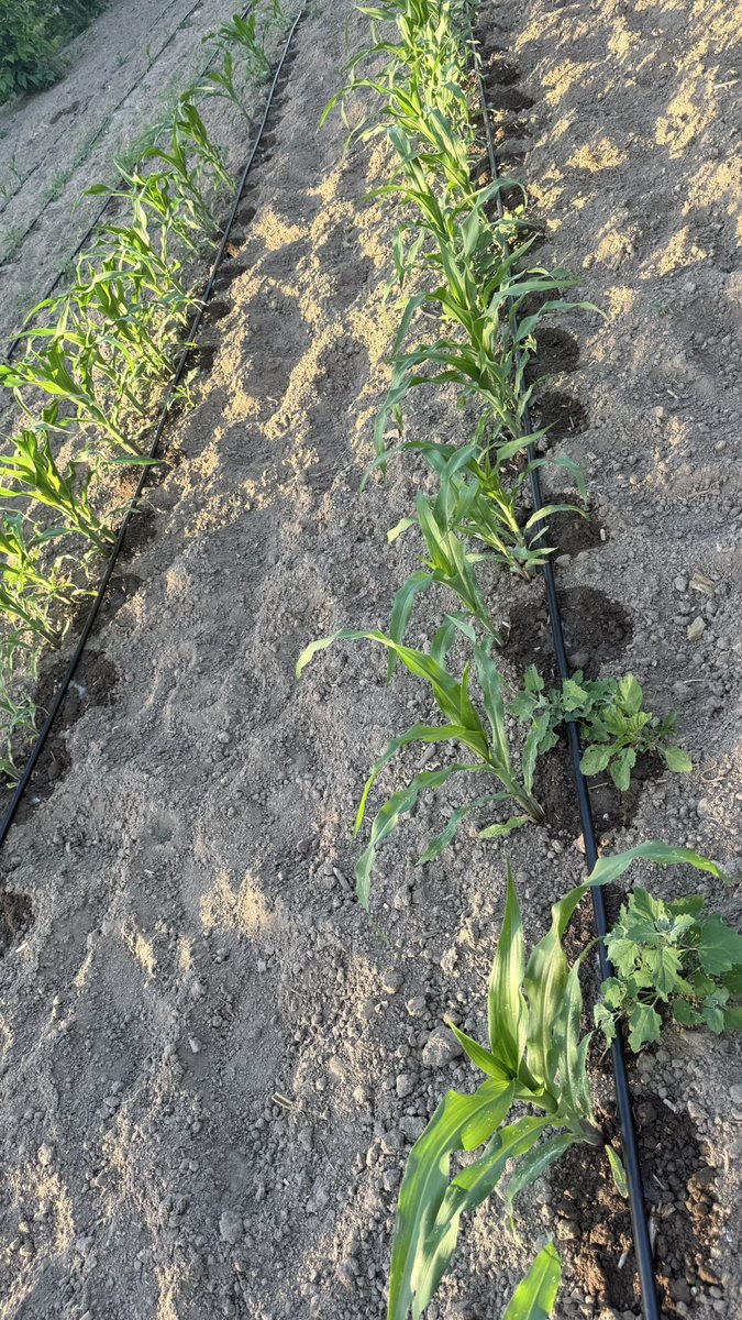 Kazlara bile mısır ektim sanki kıtlık gelecek. 

Arıcılığı unutmayız inşallah.