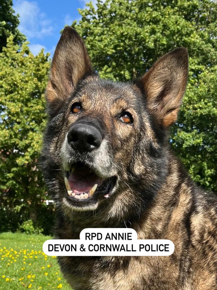 NFRSA (@the_nfrsa) on Twitter photo 💜𝐖𝐨𝐫𝐤 𝐜𝐨𝐧𝐭𝐢𝐧𝐮𝐞𝐬💜
RPD Annie, who served for 8 years with <a href="/DC_Police/">Devon & Cornwall Police</a> suffered from an acute swelling in her leg a few weeks ago. The vets did some exploration and took tests, but this flummoxed them.
Not entirely sure what the problem was, Annie eventually 💜𝐖𝐨𝐫𝐤 𝐜𝐨𝐧𝐭𝐢𝐧𝐮𝐞𝐬💜
RPD Annie, who served for 8 years with <a href="/DC_Police/">Devon & Cornwall Police</a> suffered from an acute swelling in her leg a few weeks ago. The vets did some exploration and took tests, but this flummoxed them.
Not entirely sure what the problem was, Annie eventually