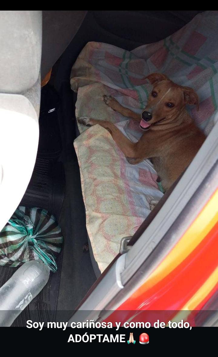 Amigos, URGE HOGAR para esta perrita. Es muy cariñosa y come de todo. #Valencia #Carabobo.

Hogar responsable y amoroso.

Contacto 0424 4402588. Nathaly.