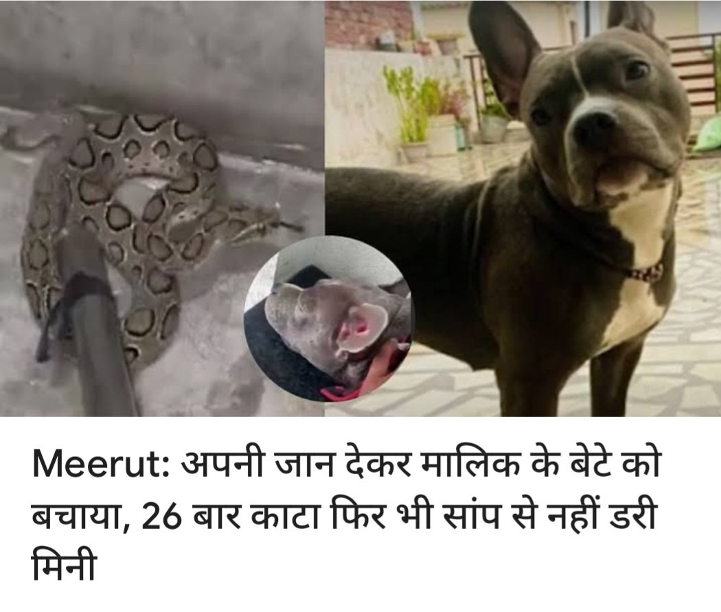 इंसान से अच्छे डॉग है