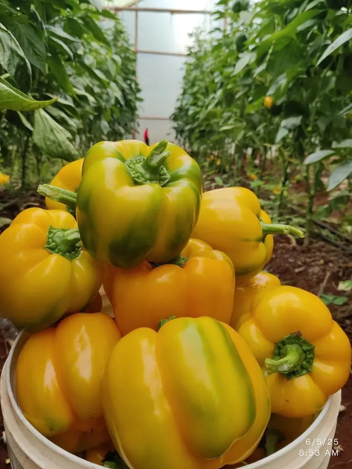Zealous Farmer🍅🫑🍆🥦🚜 tweet media