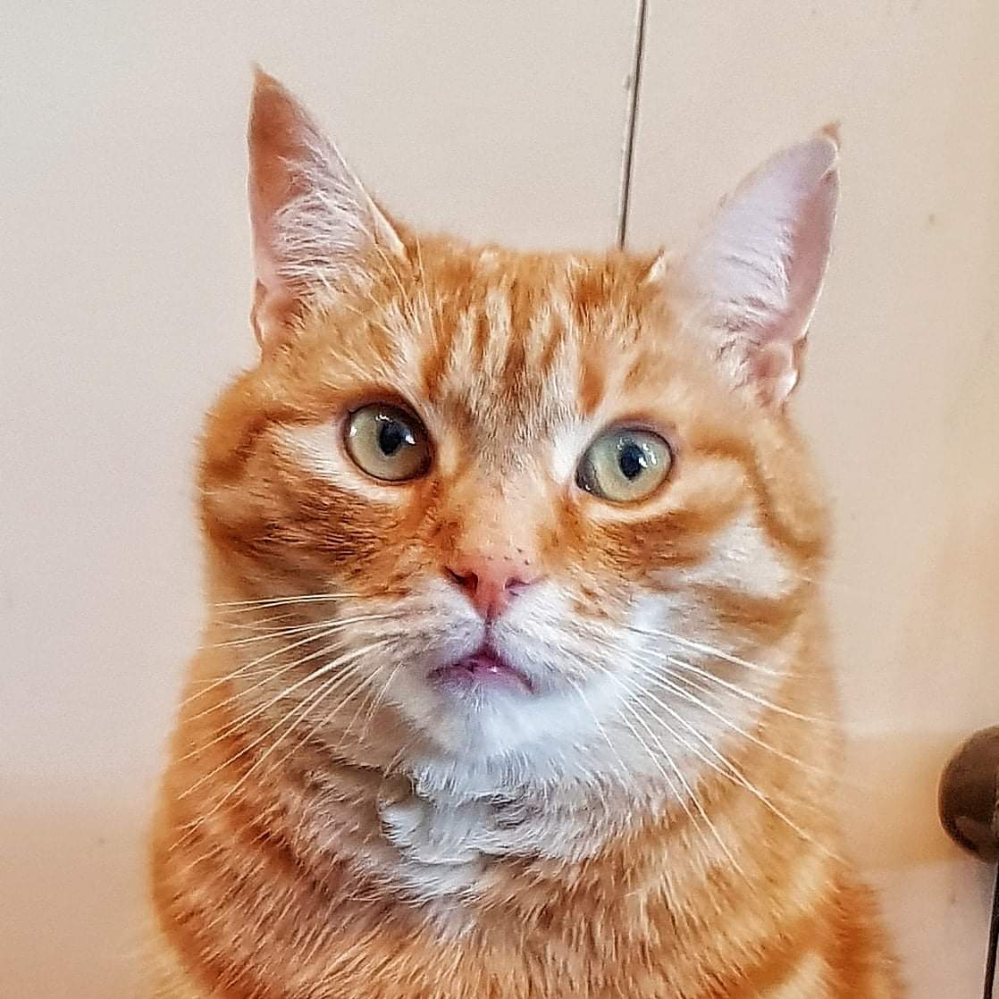 Johnny coolcat R.I.P Memorial page (@johnny_coolcat) on Twitter photo 