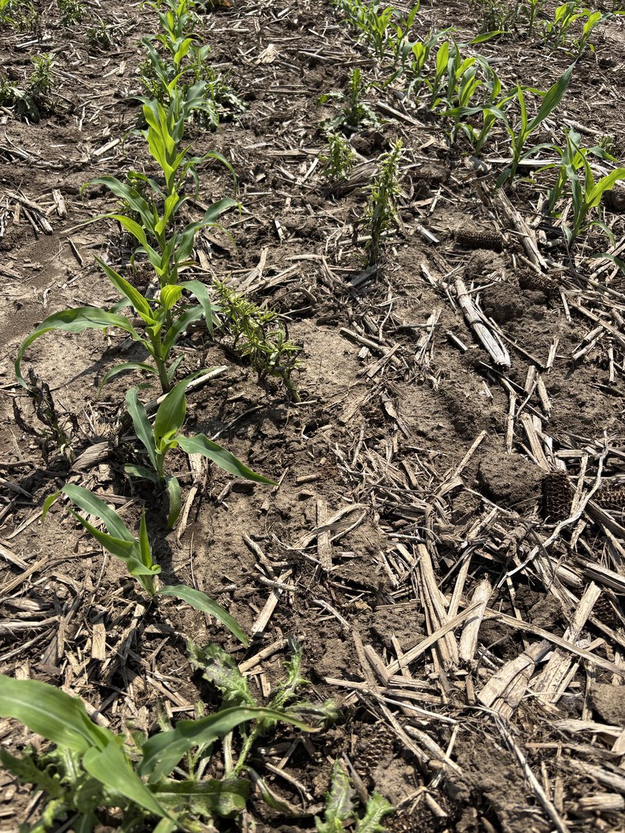 Forecast looks good to get caught up on post herbicide applications. Seeing quite a few fields with weed escapes.