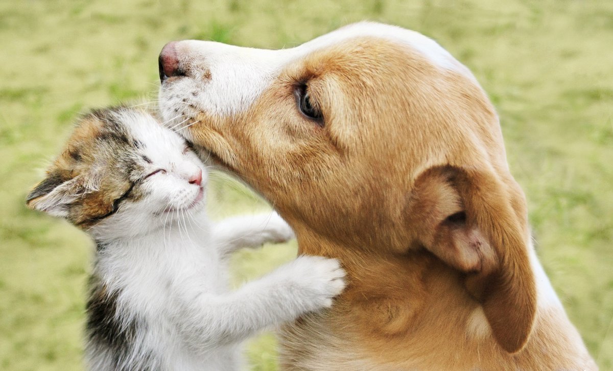 Heartworm treatment is hard. But heartworm PREVENTION is EASY. yhoo.it/2VI5vJq #love your pets