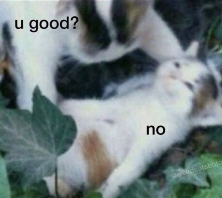 Posts Of Cats (@postsofcats) on Twitter photo 