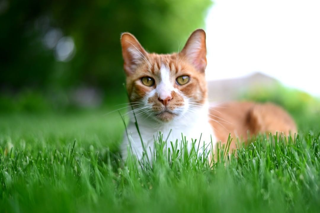 ace_auburn's tweet photo. Groom your lawn to purr-fection with @scottslawn. So good, you'll think your cat did it! 😸

Shop this best brand at 420 Grass Valley Hwy.
📸: @scottslawn | https://t.co/t9jkrTyDFw https://t.co/fdLU00J6xO