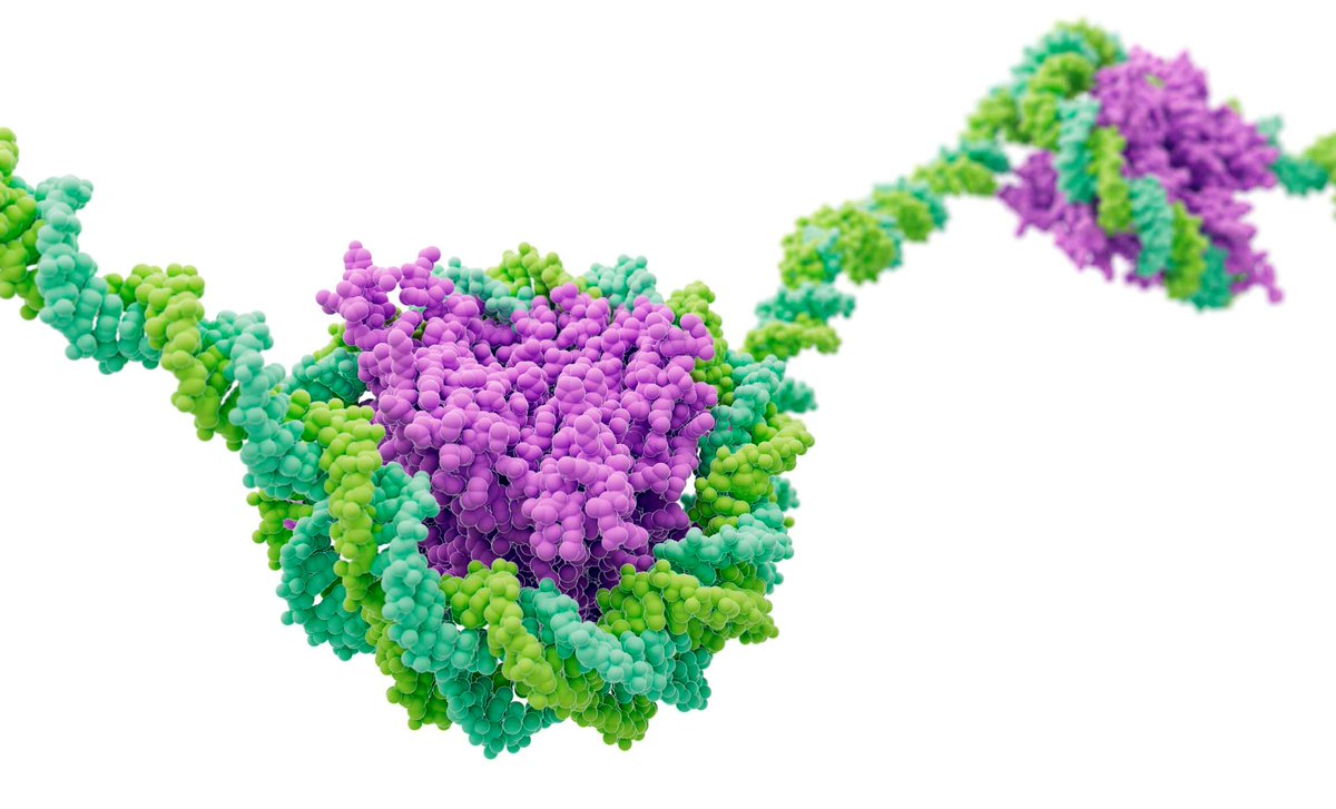 PNASNews's tweet photo. Here’s the secret to how #nucleosomes shape the #genome. In PNAS Journal Club: https://t.co/7YTIJk8up5

#histone #chromatin #GeneExpression #condense-seq #GeneActivity https://t.co/japl49mBiv