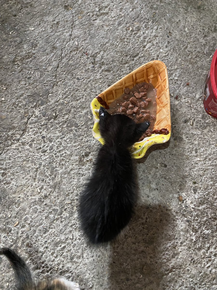 ‼️ÇOK ACİL BEBİŞ KEDİLERE NE YAPABİLİRİZ‼️

📍SAKARYA/AKYAZI

Köyde bir abla bulmuş çöpün yanına kutu içinde bırakmışlar. Kendi odunluğunda korumaya almış ama çok küçükler maks 2 haftalık bile değiller belki de. 2 süt anneye götürmüş ama asla kabul etmemiş anneler. Royal Canin