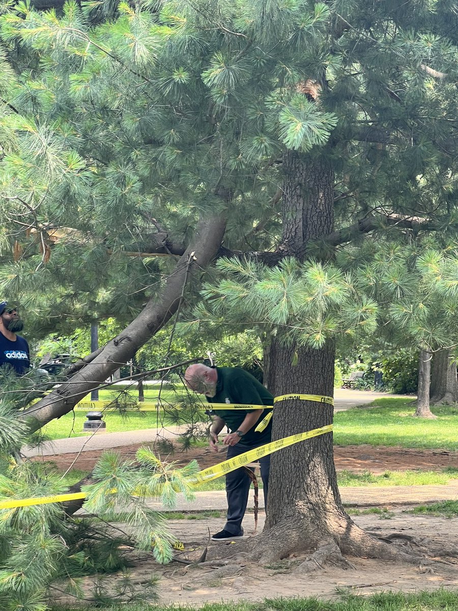 KeithStanleyEmc's tweet photo. A pine tree in Garfield Park just lost a huge limb. @theHillisHome https://t.co/EBcYGLHVIg