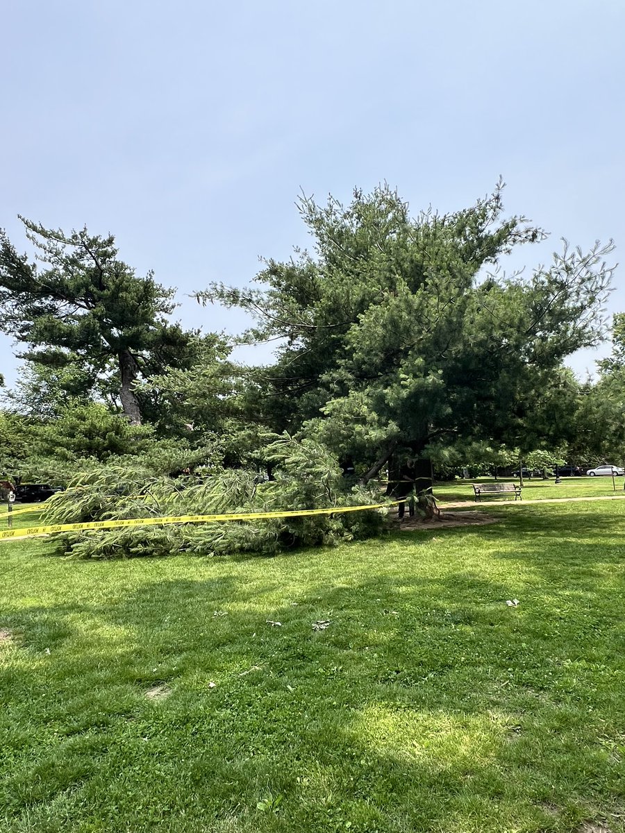 A pine tree in Garfield Park just lost a huge limb. <a href="/theHillisHome/">The Hill is Home</a>