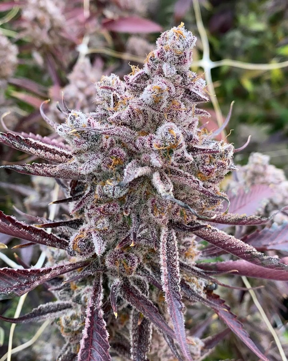 It was love at first sight
SUGARCANE Candy 🍭🍬