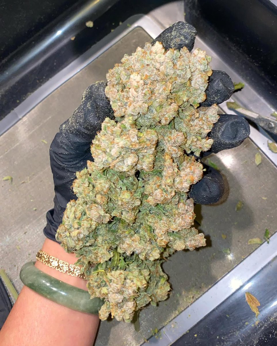 White Truffles🔥🔥🔥💯