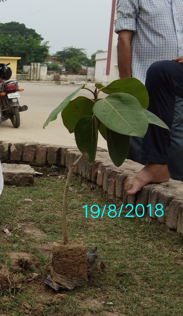 manishpandey789's tweet image. विश्व पर्यावरण दिवस 2025 के अवसर पर समस्त विश्व की इंसानी बिरादरी से विनम्र अपील-&quot;पौधा लगाए..बृक्ष बनाये&quot;
ताकि पौधरोपण हो सके सार्थक..
पौधों को खाद-पानी।
पक्षियों को दाना-पानी।