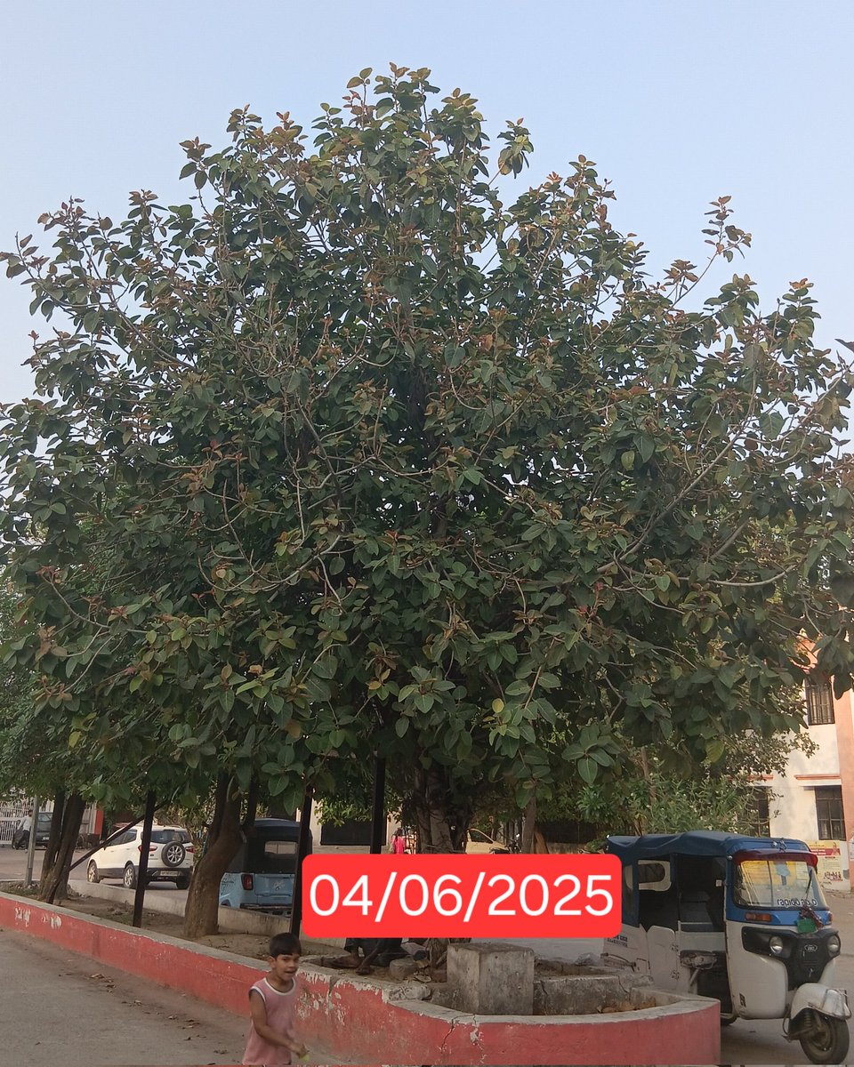 manishpandey789's tweet image. विश्व पर्यावरण दिवस 2025 के अवसर पर समस्त विश्व की इंसानी बिरादरी से विनम्र अपील-&quot;पौधा लगाए..बृक्ष बनाये&quot;
ताकि पौधरोपण हो सके सार्थक..
पौधों को खाद-पानी।
पक्षियों को दाना-पानी।