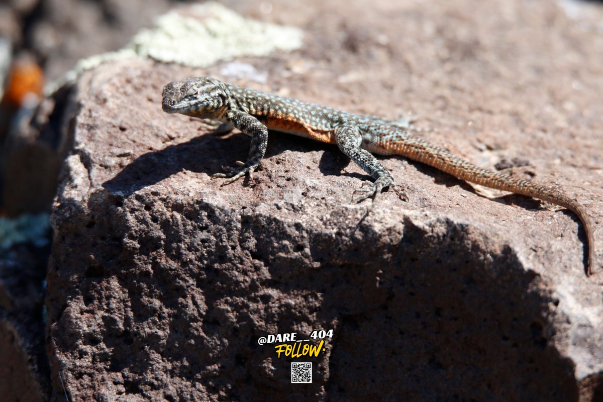 Day 34: Vibrant Nevada side-blotched lizard sunning on a rock!  Its orange &amp; blue spots are unreal. Wildlife photography at its finest!  #ReptilePhotography #NatureLovers #WildlifeChallenge #DesertVibes
