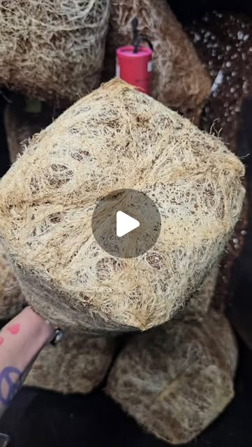 DYNOMYCO Granular and these root bales are the perfect match! Thank you @flow3rfox2.0 for sharing your #RootpornWednesday love story.

 Share your 🌱 #roots and spread the 🍄 #DYNOMYCOlove!

#fungalpower #mycorrhizalmagic #soilscience #fungifarmers   zurl.co/wNfkp