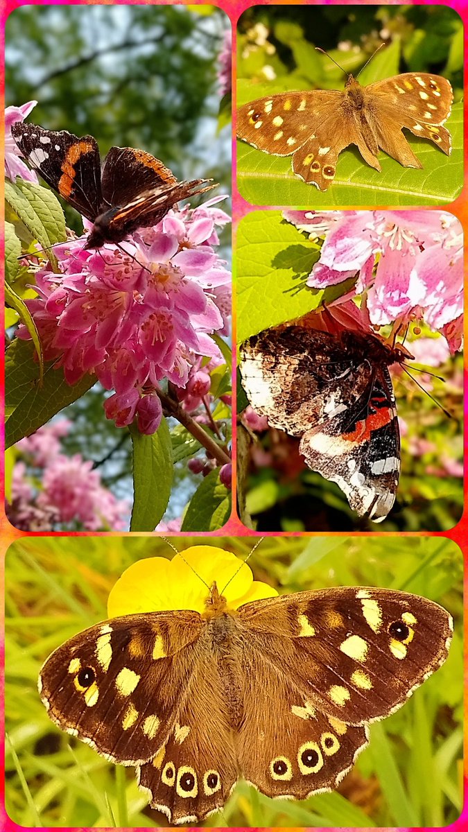Sarah L (@s4r4h_l) on Twitter photo It's a #butterfly day! π€©πππ¦ After a very wet start #Lancashire dried up for my lunch walk, no sign of the painted lady from yesterday, but lots of red admiral & two speckled wood- I was happy to see the same one with pecked wings from last week. <a href="/savebutterflies/">Butterfly Conservation π¦</a> <a href="/BC_Lancs/">Lancs Butterfly Conservation</a> It's a #butterfly day! π€©πππ¦ After a very wet start #Lancashire dried up for my lunch walk, no sign of the painted lady from yesterday, but lots of red admiral & two speckled wood- I was happy to see the same one with pecked wings from last week. <a href="/savebutterflies/">Butterfly Conservation π¦</a> <a href="/BC_Lancs/">Lancs Butterfly Conservation</a>