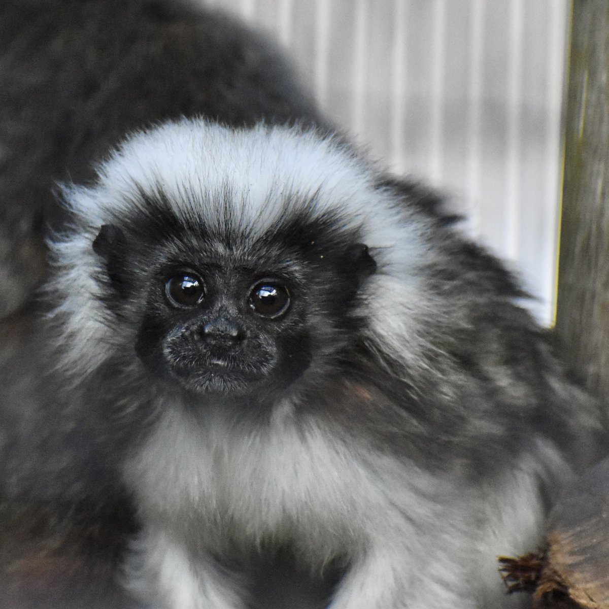 Baby cotton top tamarin update: still adorable
