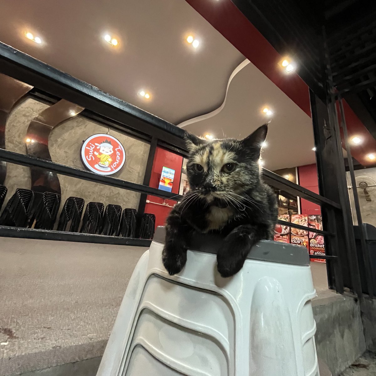 jibnumber2's tweet photo. 🐈‍⬛ https://t.co/uTlahoxSZV