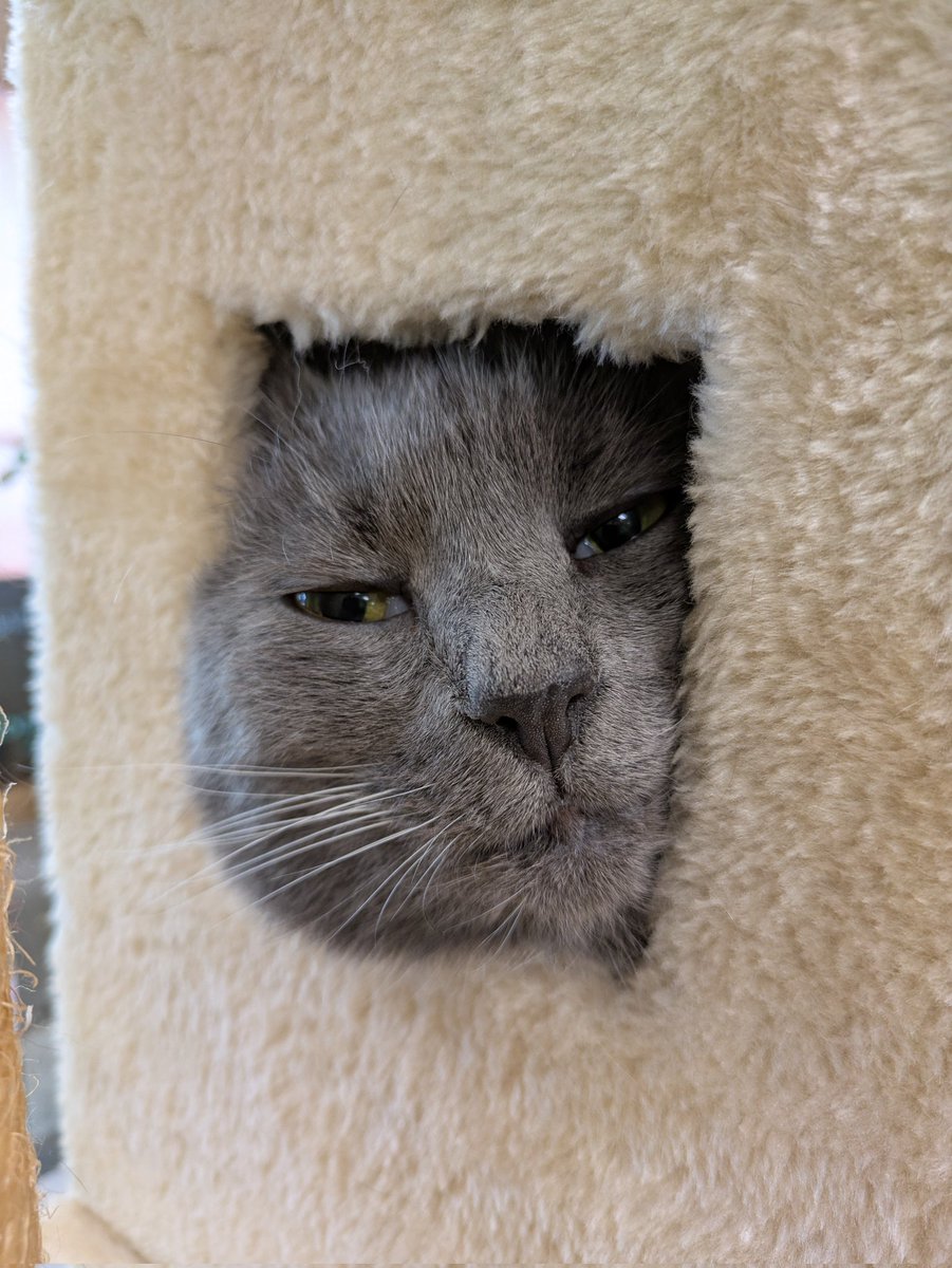 DannyKitty01's tweet photo. @LilySuits Working at a cat lounge has its benefits :3 https://t.co/9UBPPexgsw
