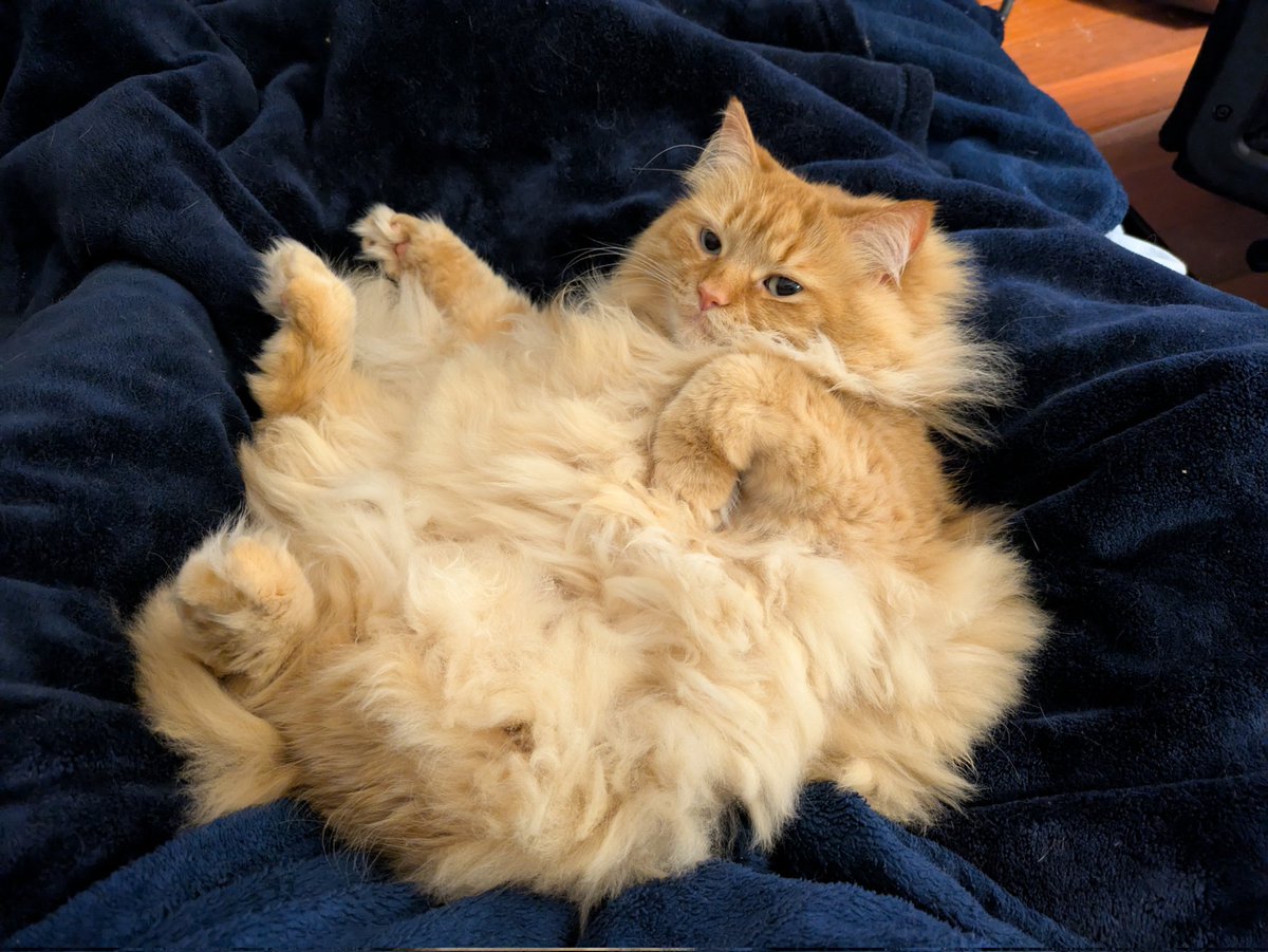 DannyKitty01's tweet photo. @LilySuits Working at a cat lounge has its benefits :3 https://t.co/9UBPPexgsw