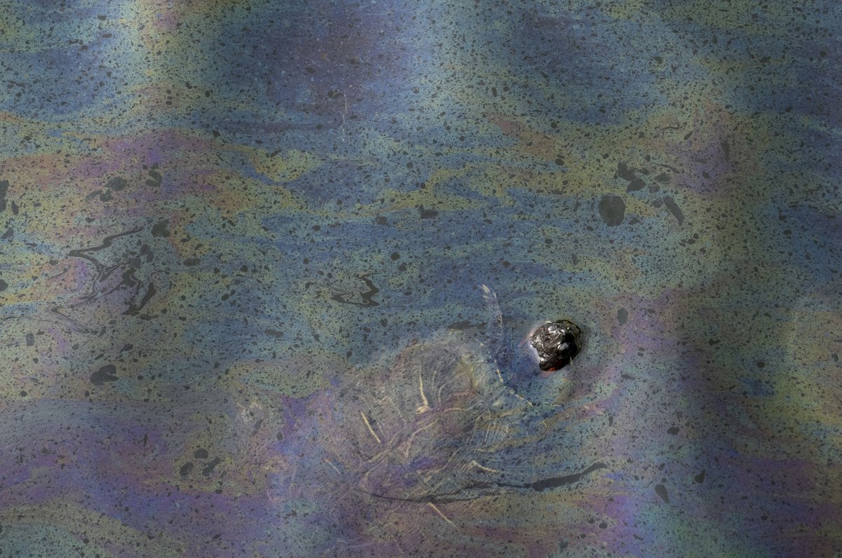 JessMGallagher's tweet image. A turtle swims through waters affected by an oil spill at the inlet near S. Caroline Street and Lancaster Street on Thursday, June 5, 2025. The spill occurred nearby the day before, on Wednesday.
Read all updates on the @BaltimoreBanner --> tinyurl.com/d99ad5dn