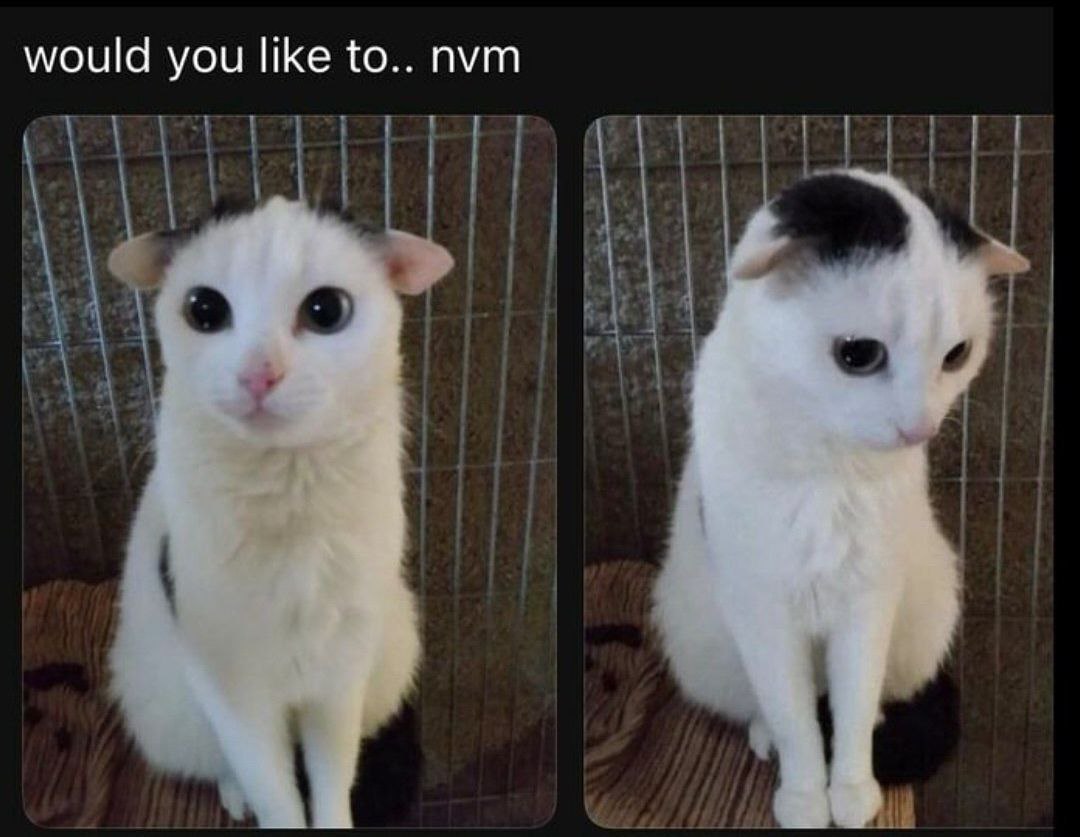 Punch Cat (@punchingcat) on Twitter photo 