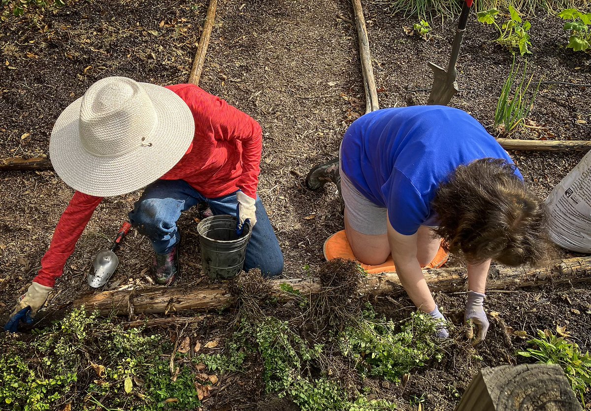 Joining in for day 4 of #museumweek2025 - humans and nature, side by side!
