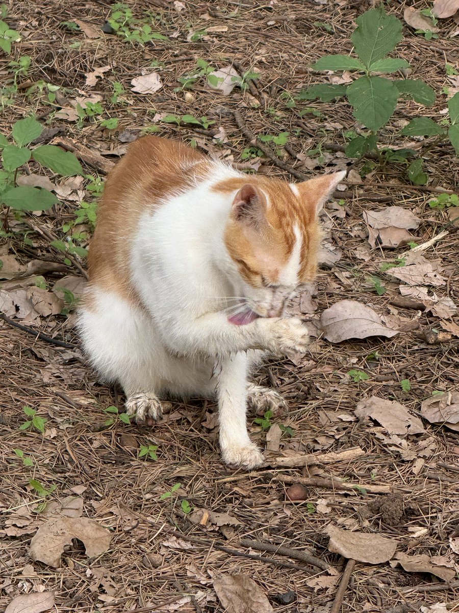 黄推福利内容 - 喵喵耶子的精彩图片 福利姬喵喵耶子分享的黄推图片2 - 网红私拍内容